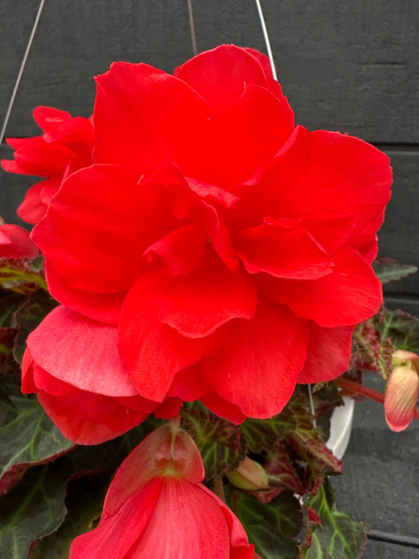 BEGONIA ICONIA MISS MALIBU - 10'' HANGING BASKET