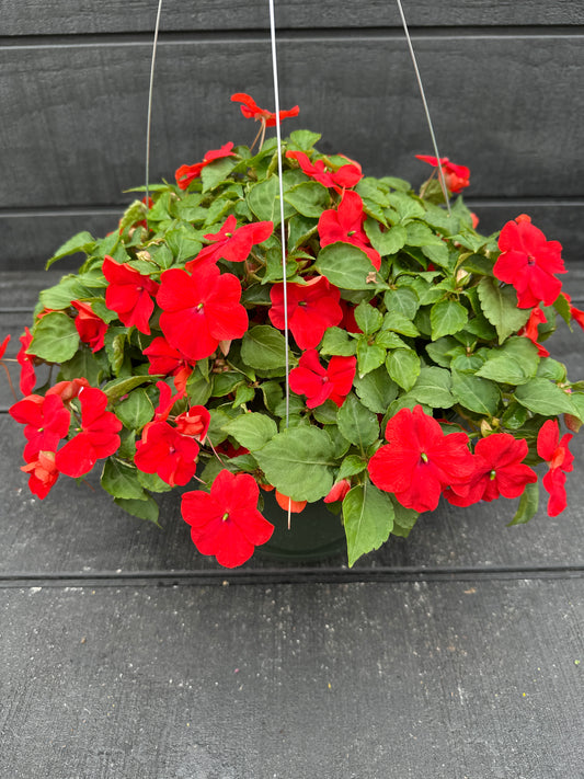 IMPATIENS BEACON BRIGHT RED - 10" HANGING BASKET