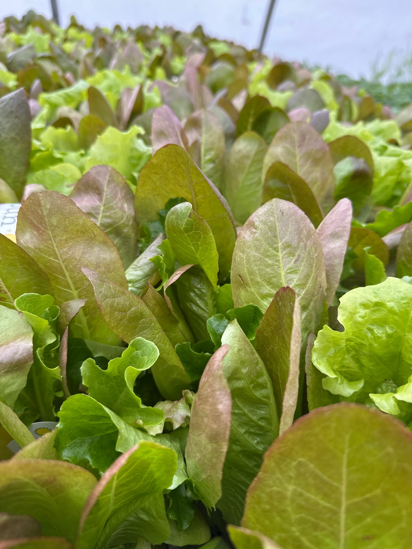 LETTUCE CITI GARDEN - JUMBO 6 PACK