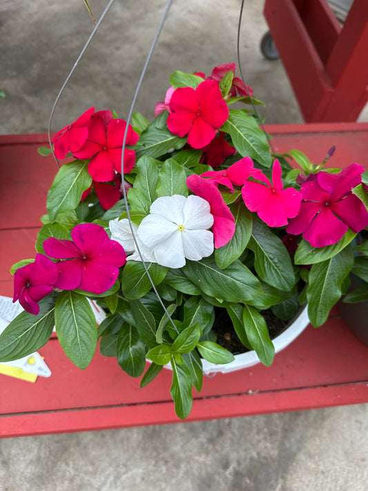 PERIWINKLE VINCA TITAN CLEAR MIX - 10" HANGING BASKET