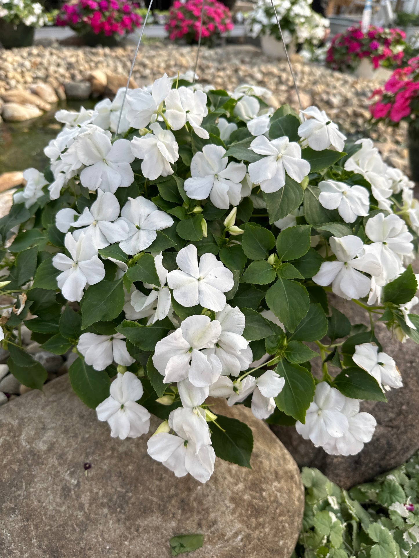 IMPATIENS BEACON WHITE - 10" HANGING BASKET
