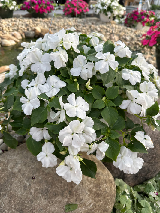 IMPATIENS BEACON WHITE - 10" HANGING BASKET
