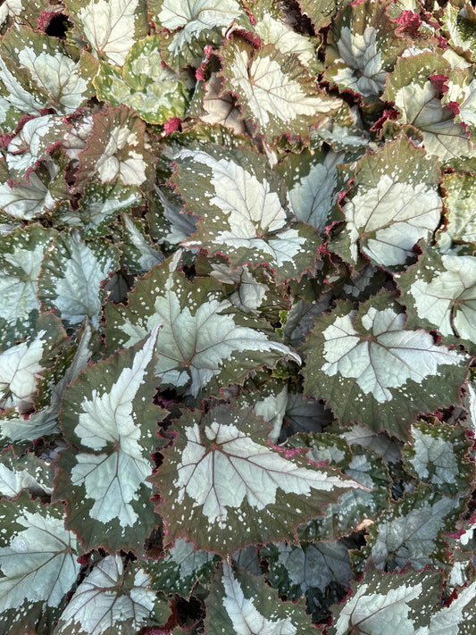 BEGONIA REX JURASSIC CROC - QUART POT
