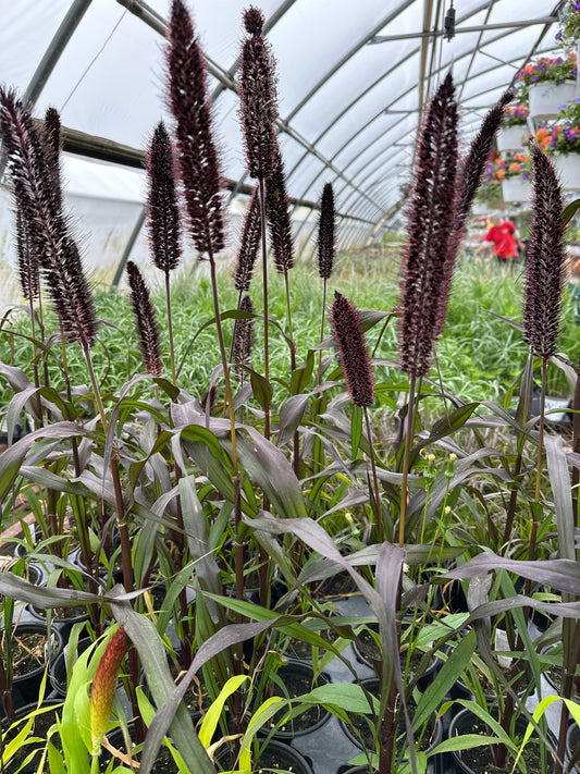 GRASS PENNISETUM GLAUCUM PURPLE BARON MILLET - QUART POT