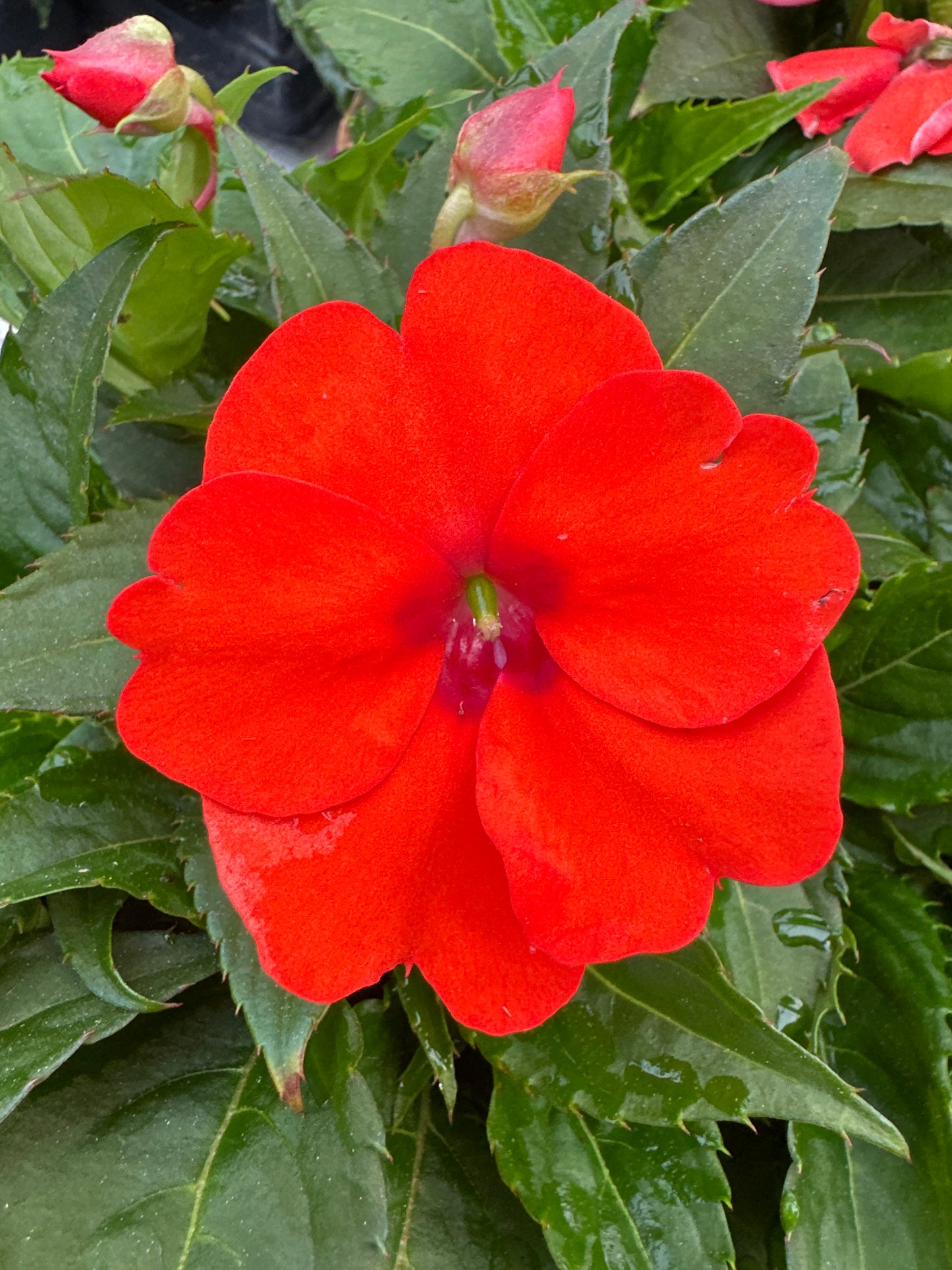 SUNPATIENS COMPACT ELECTRIC ORANGE - 4" POT