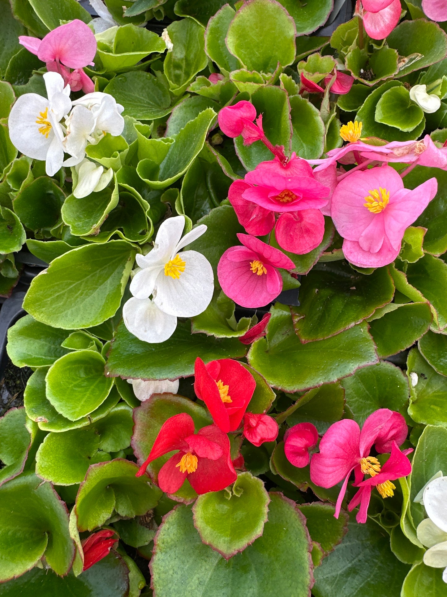 BEGONIA BADA BING MIX - FLAT OF 48 PLANTS