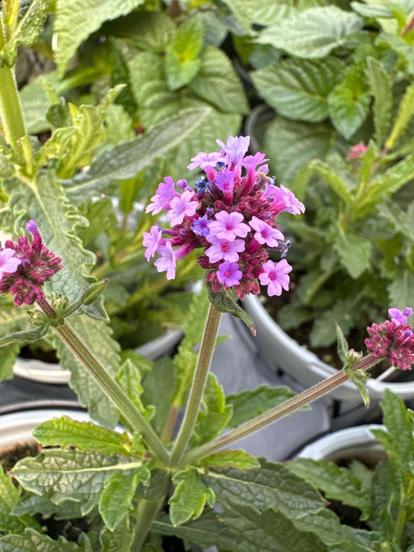 VERBENA METEOR SHOWER - QUART POT