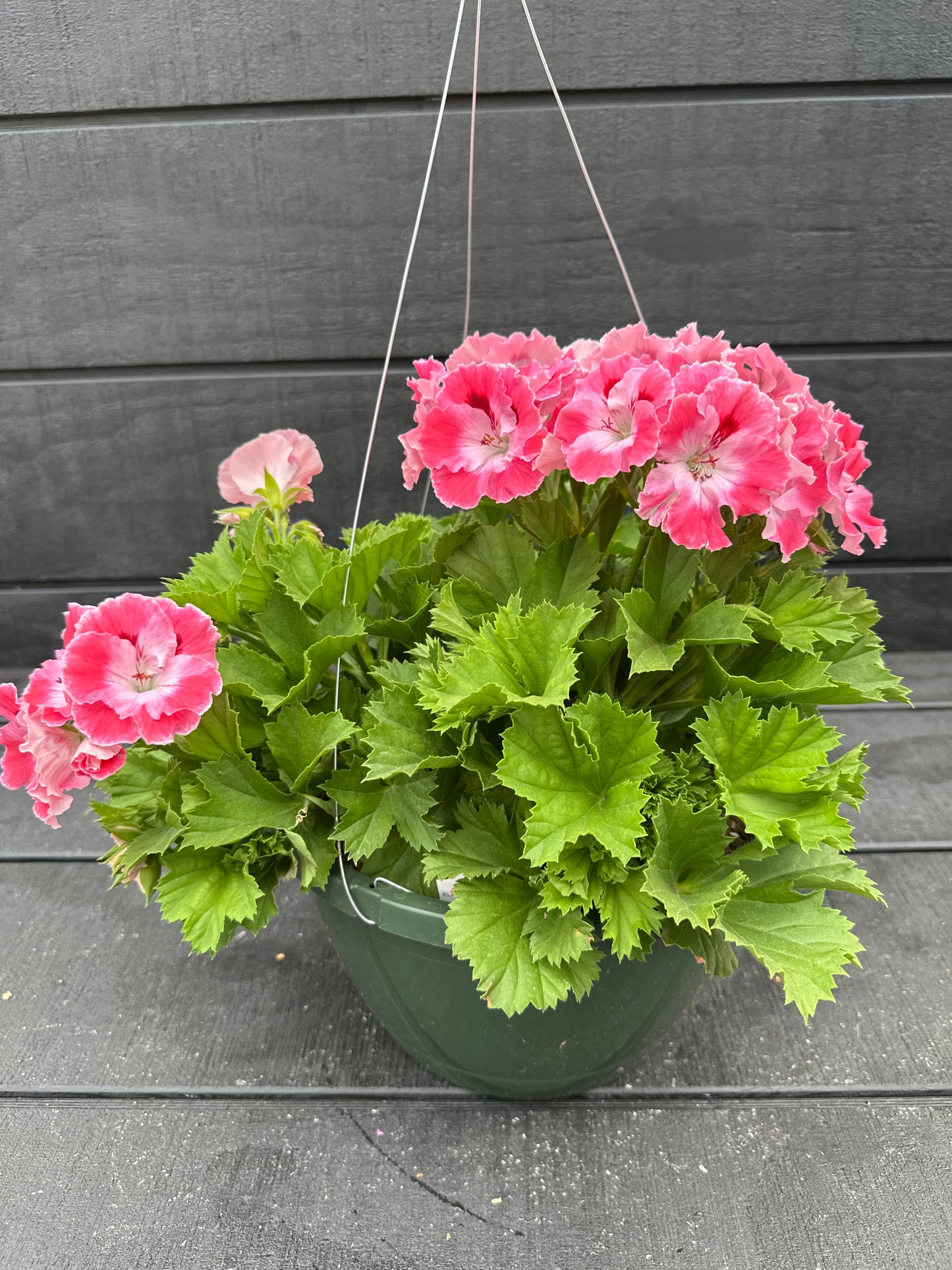 GERANIUM MARTHA WASHINGTON ELEGANCE SUNRISE - 10" HANGING BASKET