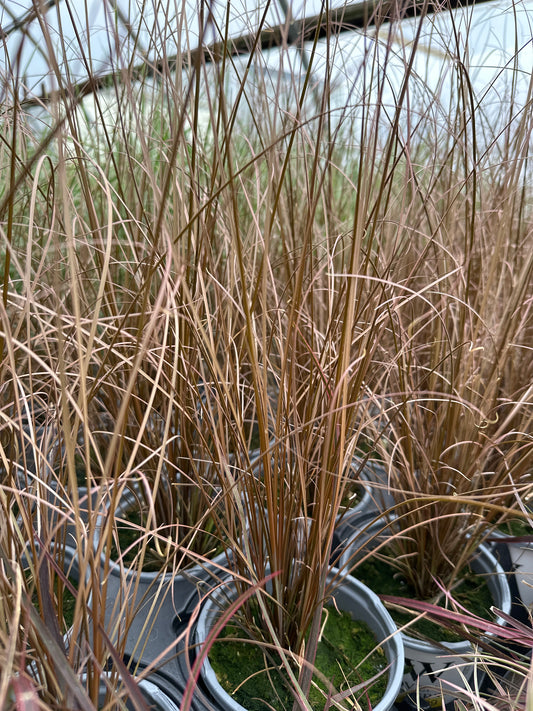 GRASS CAREX RED ROOSTER - QUART POT