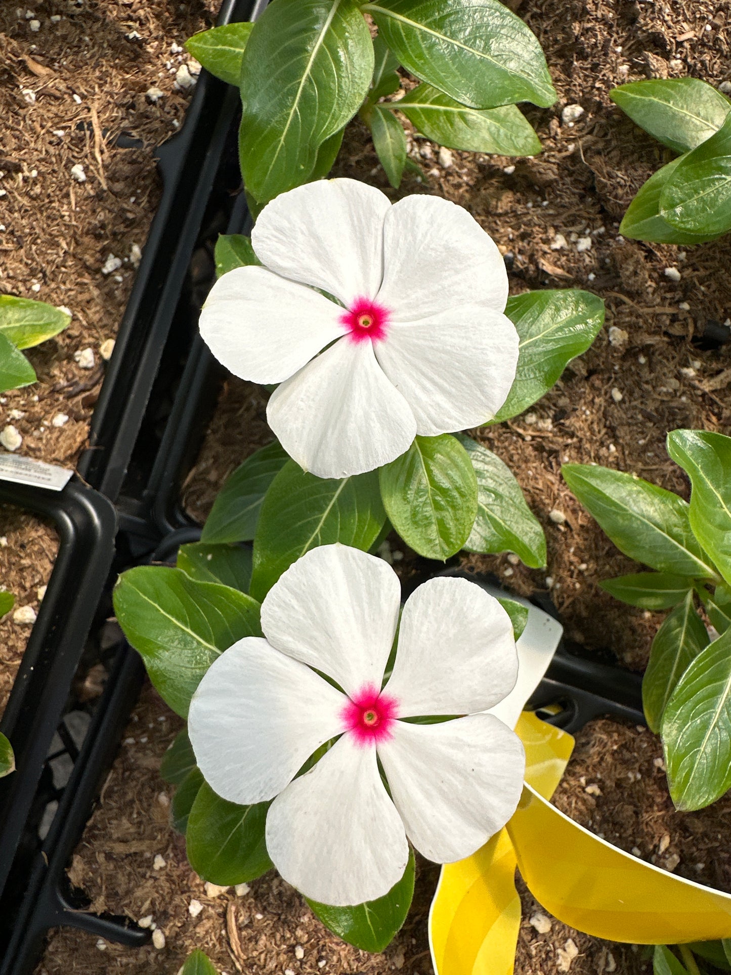 PERIWINKLE VINCA TITANIUM POLKA DOT - JUMBO 6 PACK