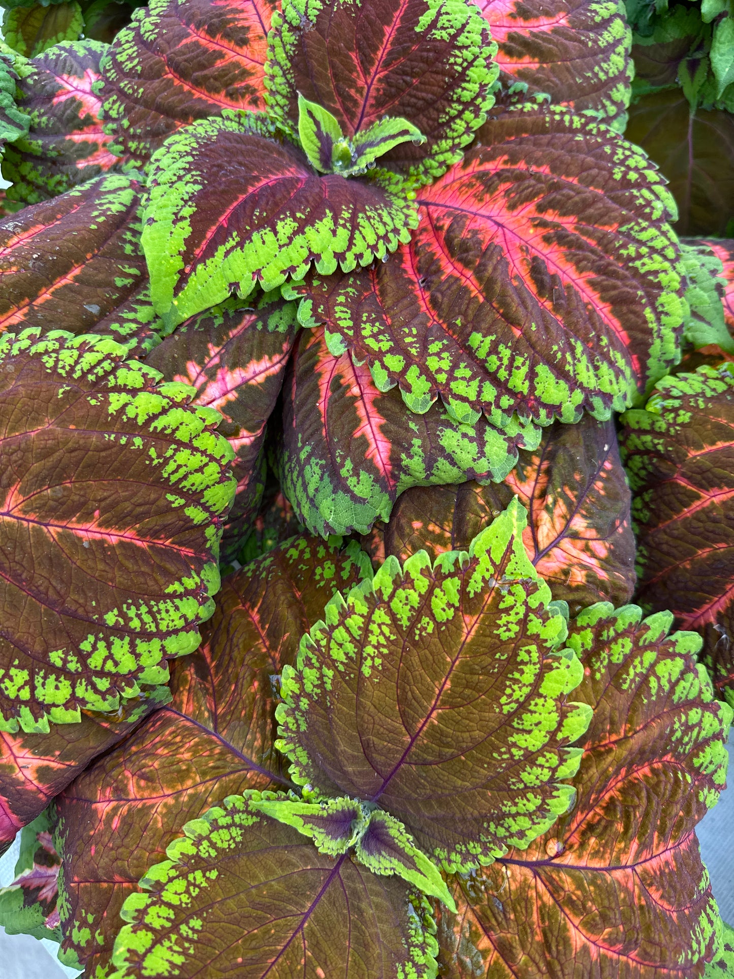 COLEUS KONG SALMON PINK - 6" POT