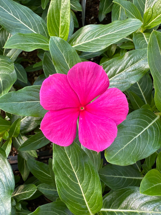 PERIWINKLE VINCA CORA XDR ROSE PUNCH - FLAT OF 32 PLANTS