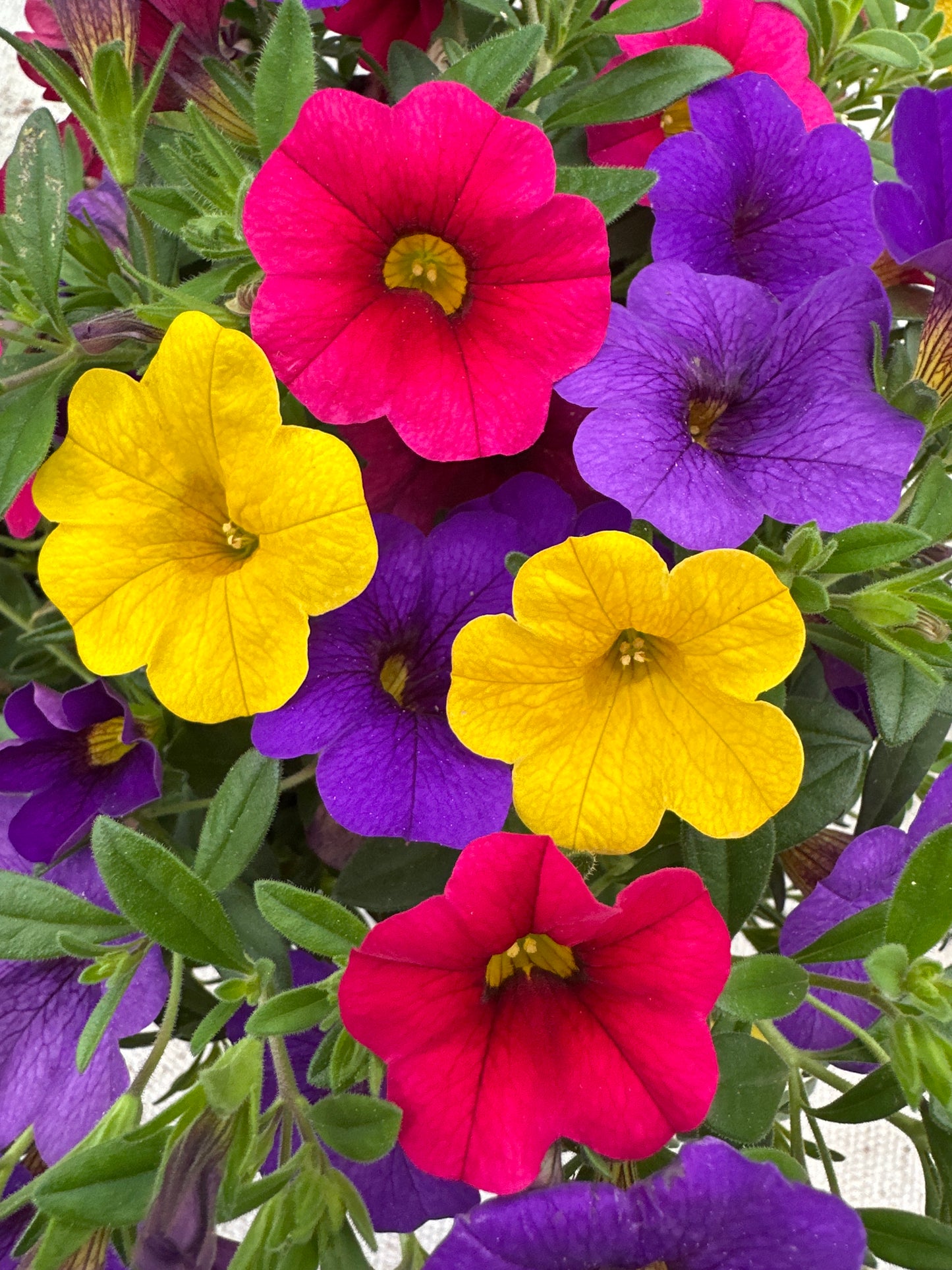 COMBO SUNDANCE - 6'' POT