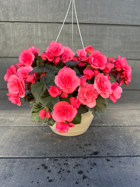 BEGONIA SOLENIAS LIGHT PINK - 10'' HANGING BASKET