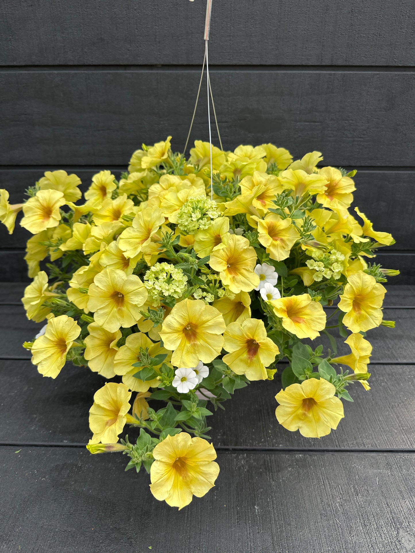 COMBO LEMON CHIFFON MIX - 10" HANGING BASKET