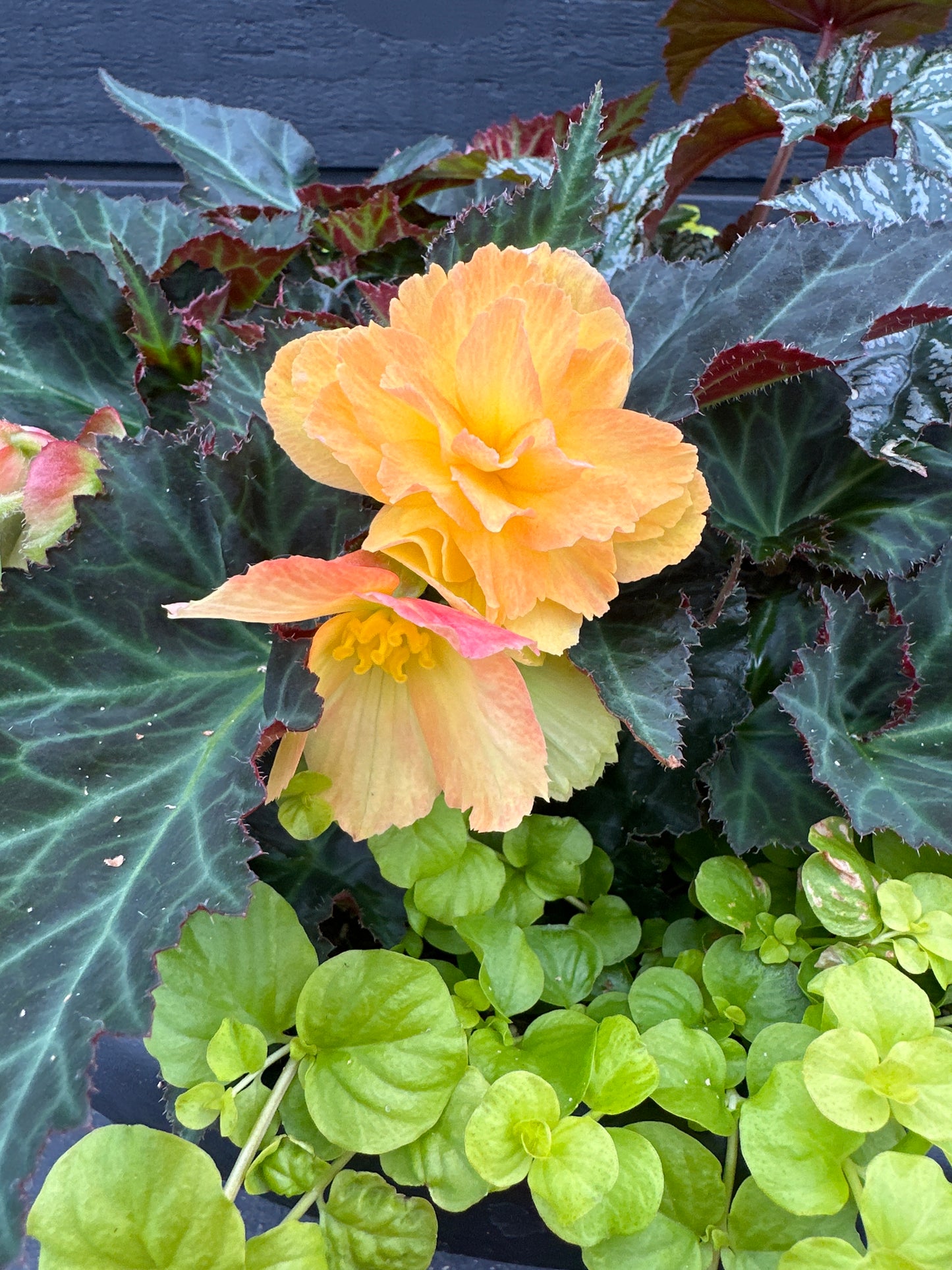 COMBO #14 - 14'' POT