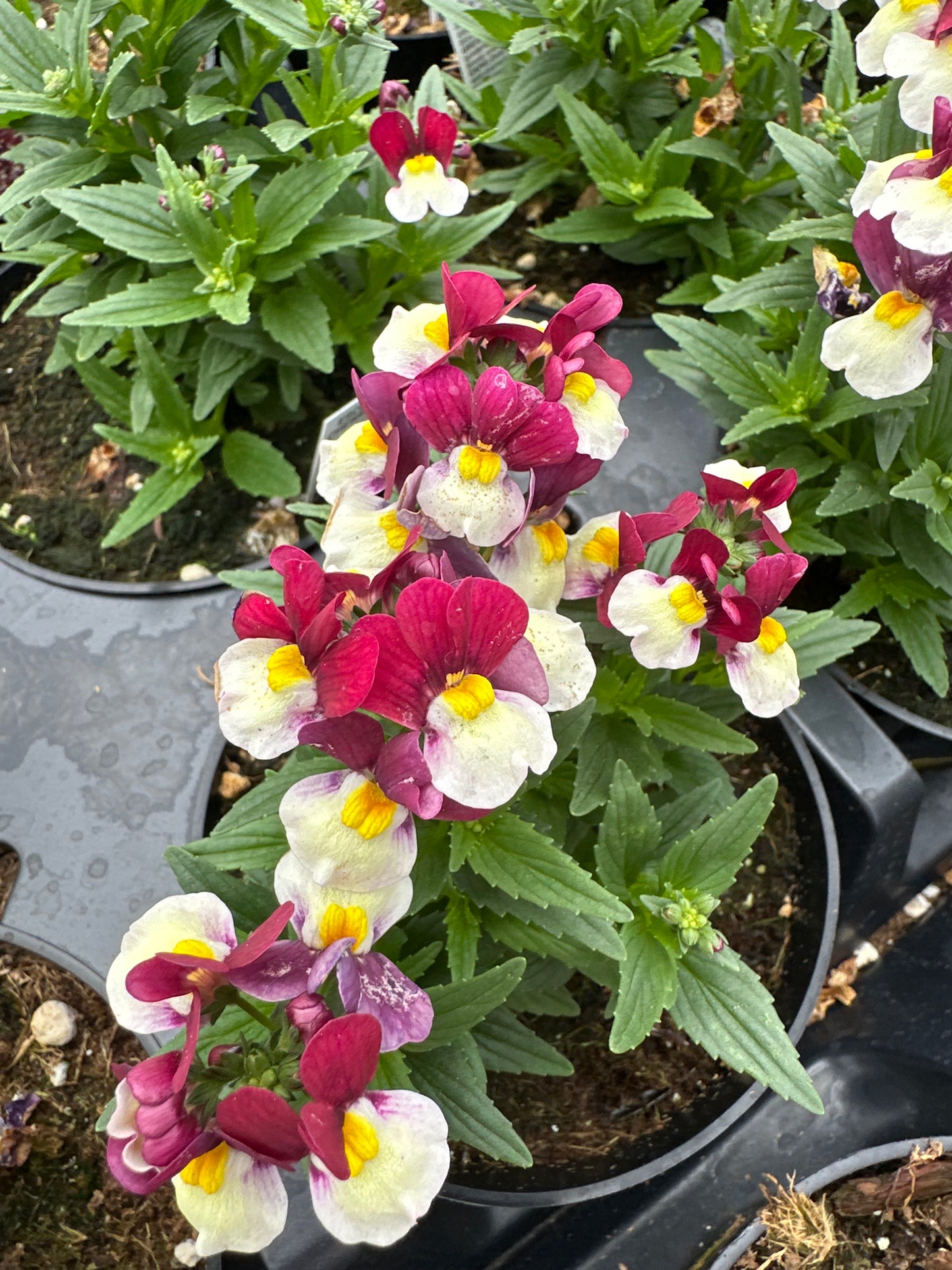 NEMESIA ESCENTIAL CHERRYBERRY - 4" POT