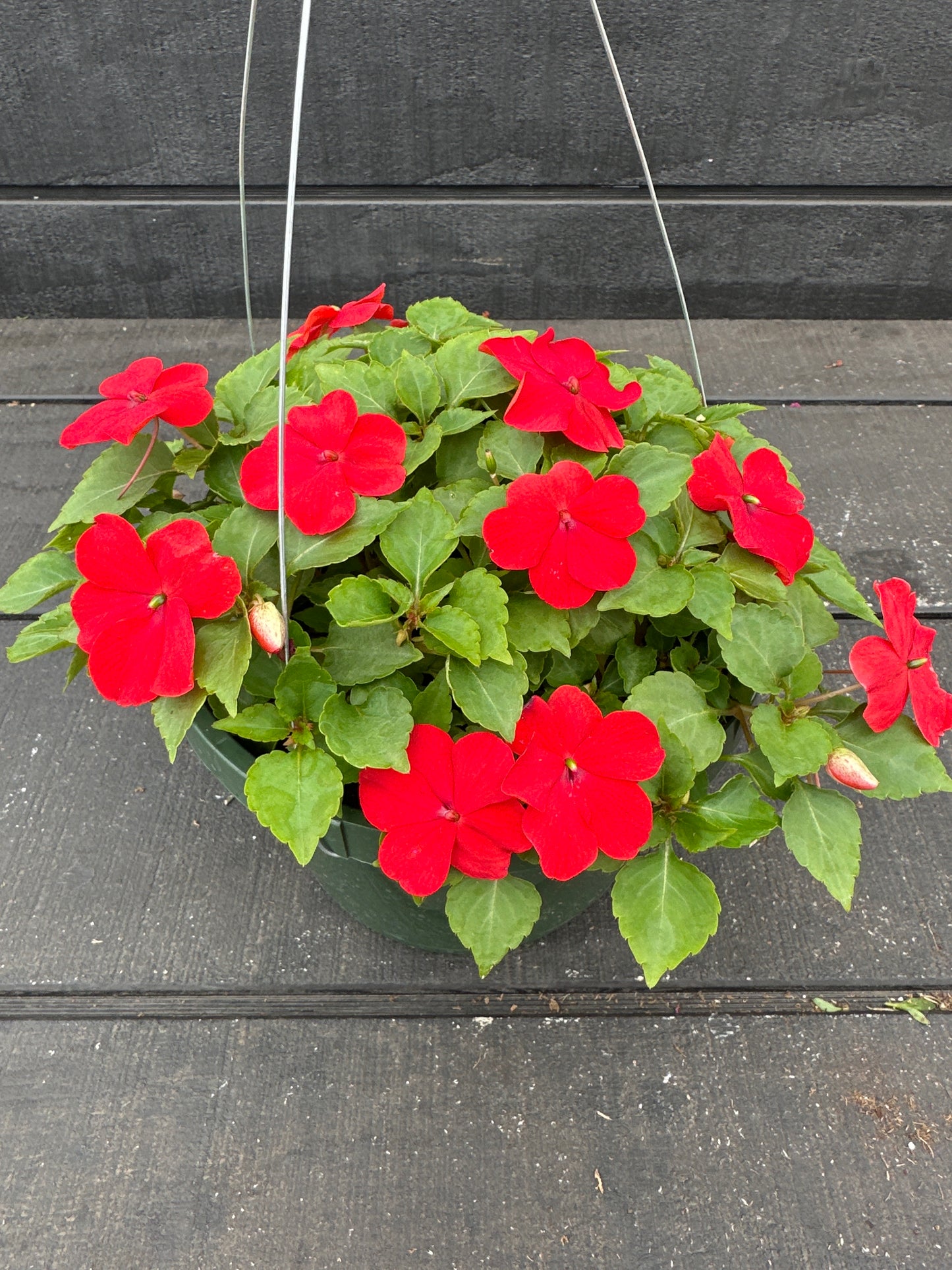 IMPATIENS BEACON BRIGHT RED - 8'' HANGING BASKET