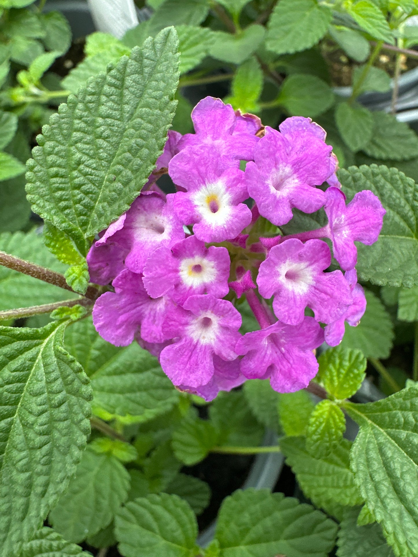 LANTANA LUSCIOUS GRAPE - QUART POT