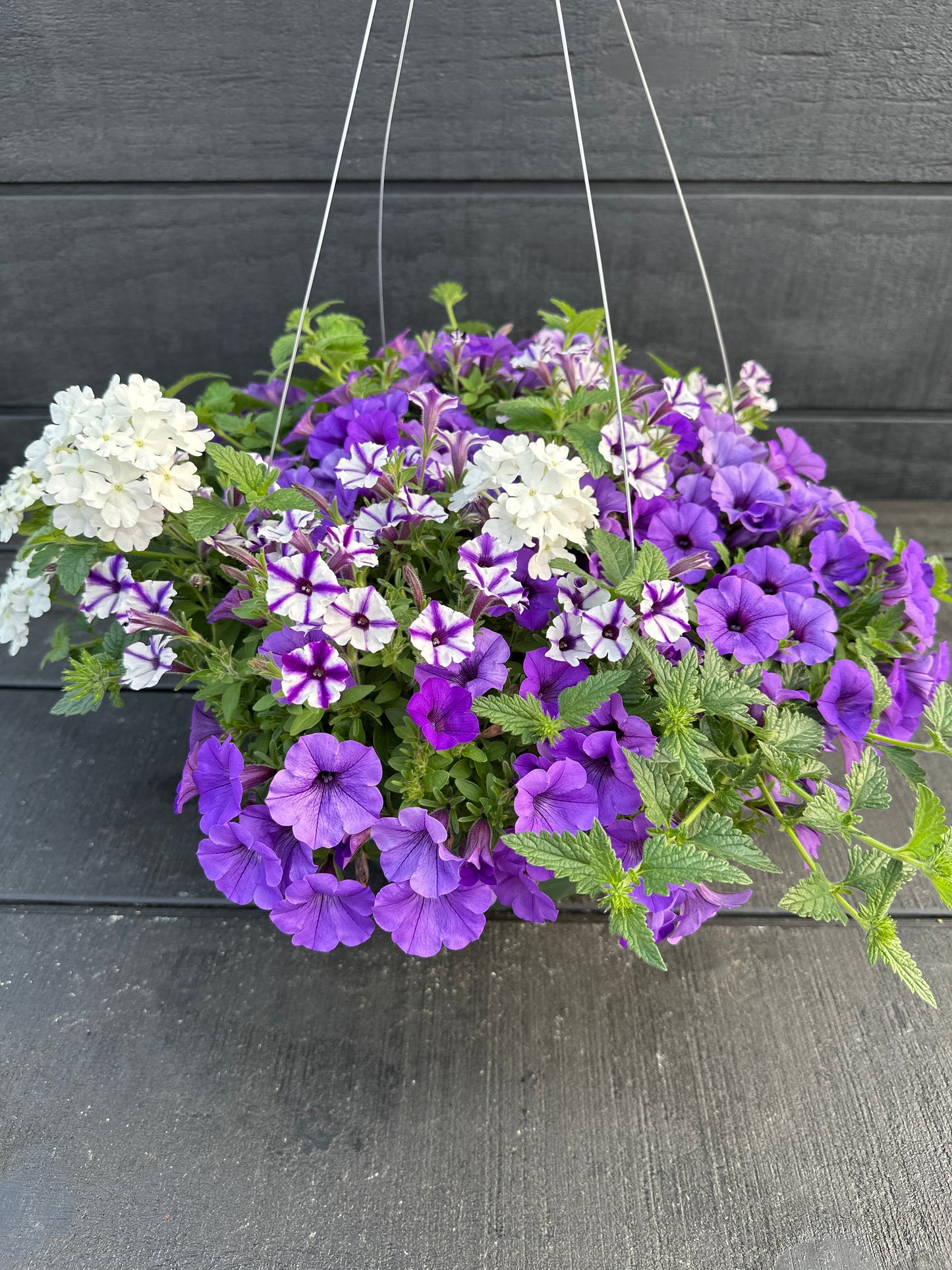 COMBO STILL NIGHT - 12" HANGING BASKET