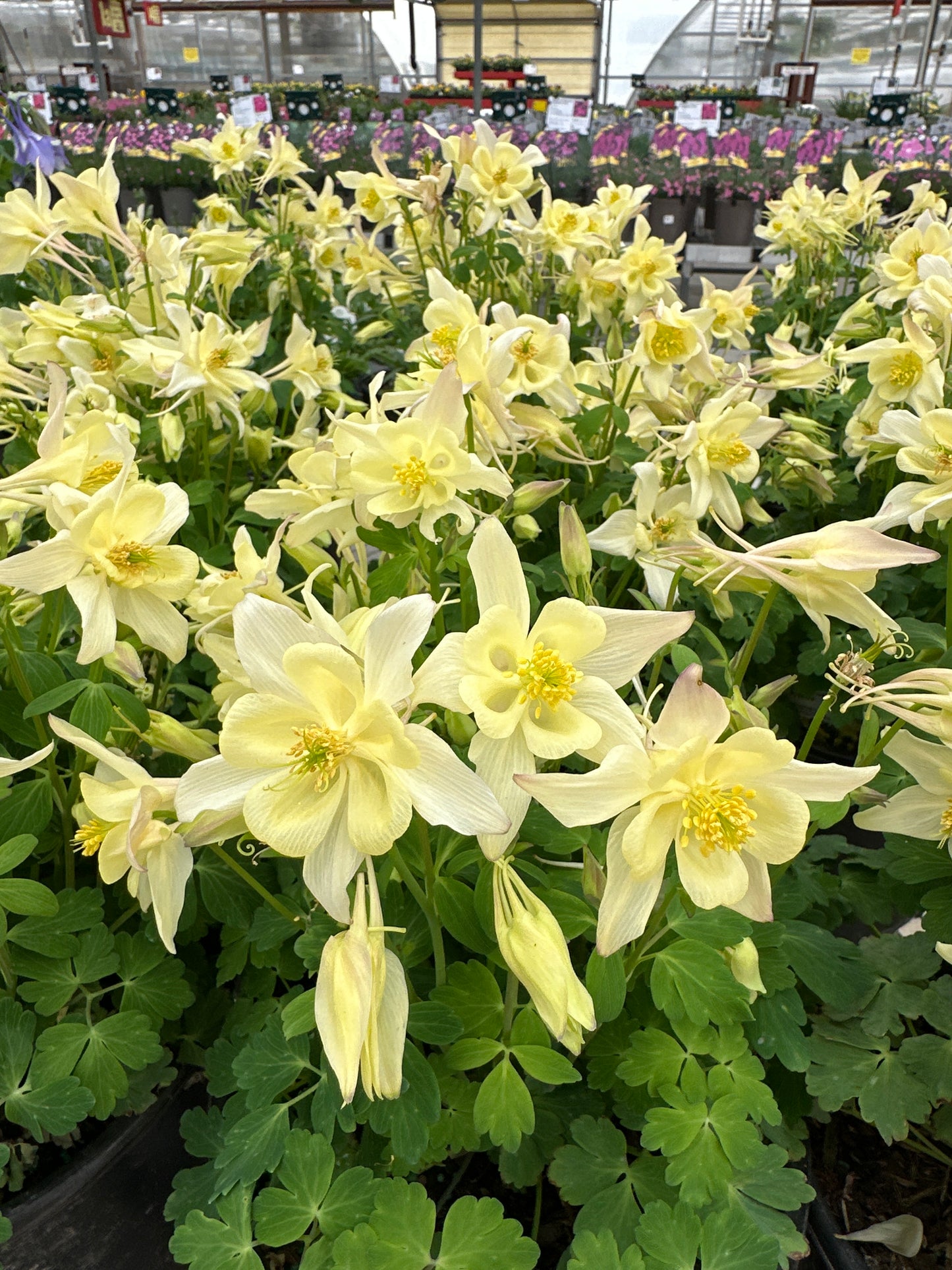 AQUILEGIA EARLYBIRD YELLOW