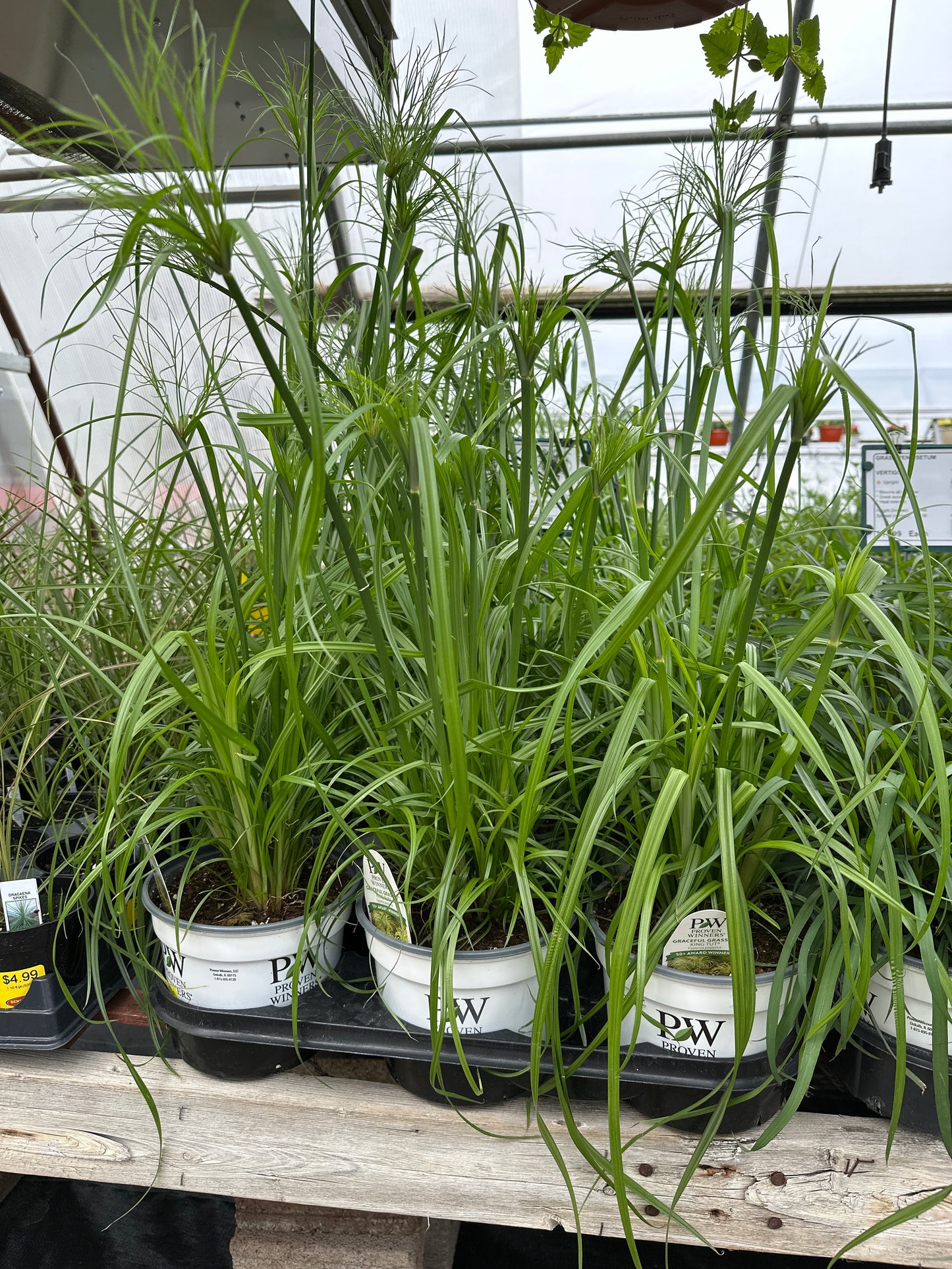 CYPERUS KING TUT - 6" Pot