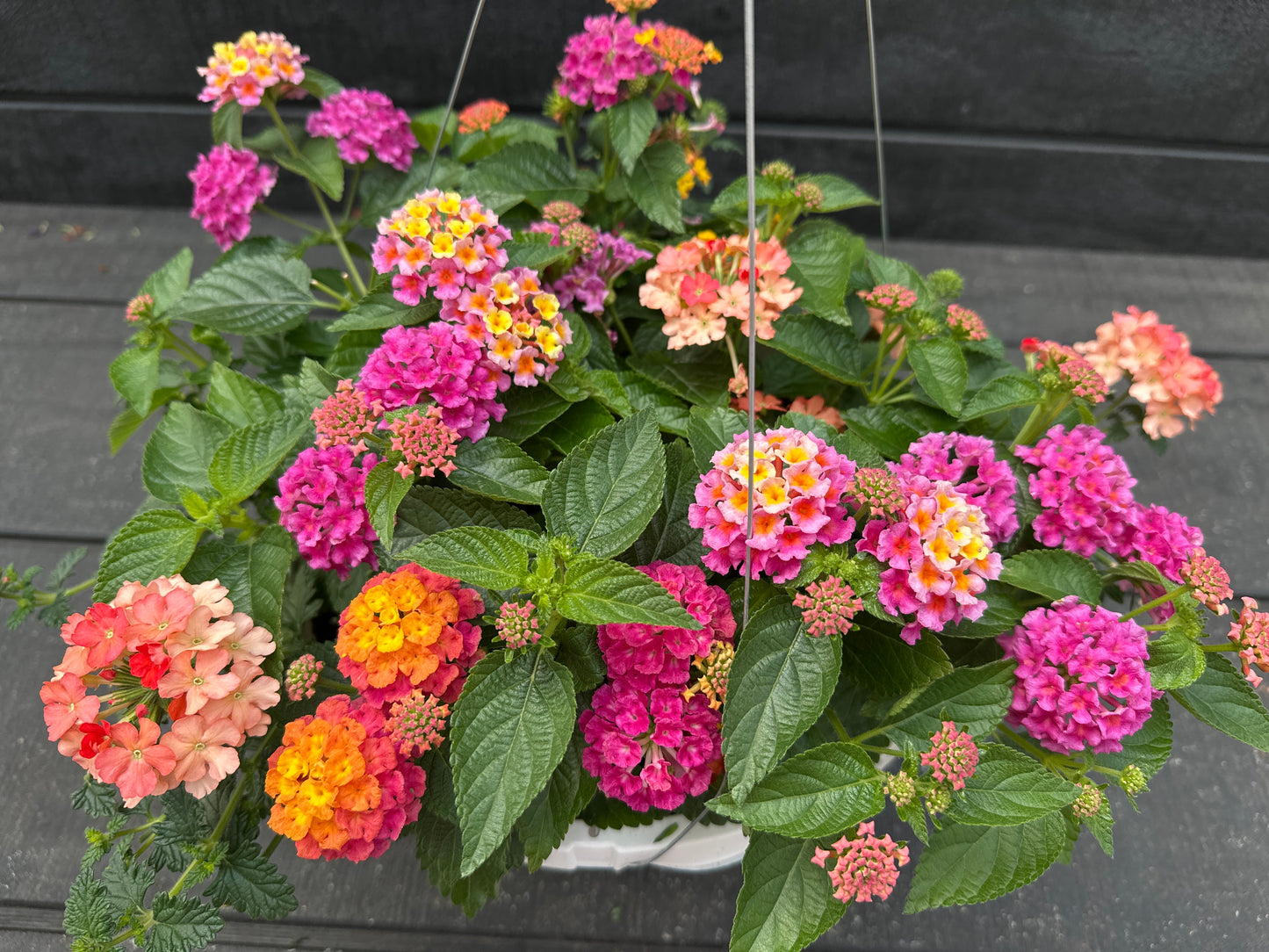 BASKET #60 - 10'' HANGING BASKET