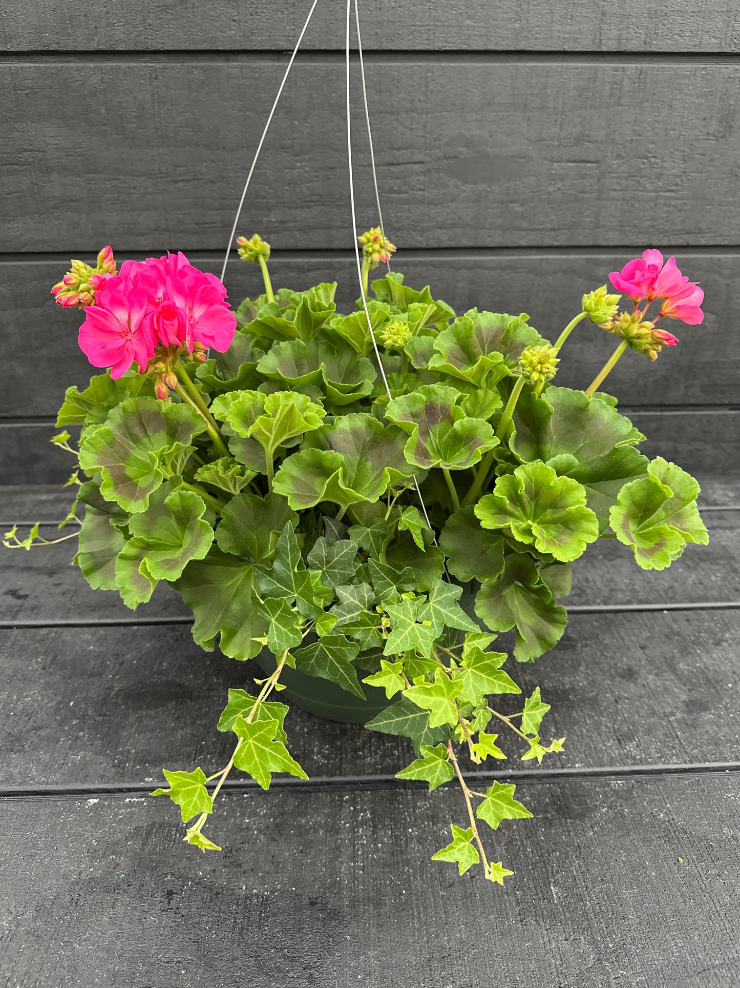 BASKET #49 - 10" HANGING BASKET