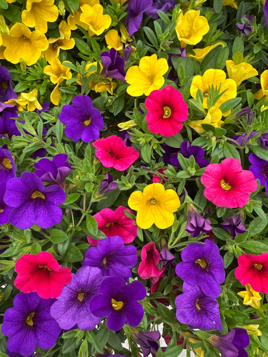 COMBO SUNDANCE - 6" POT