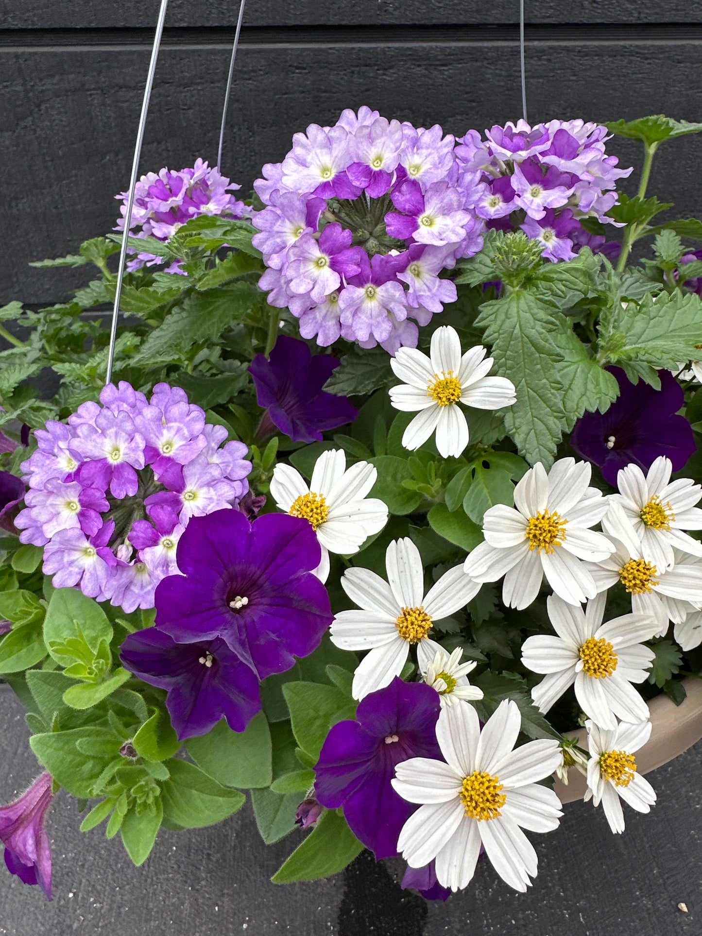 COMBO ROYAL SPARK - 12" HANGING BASKET