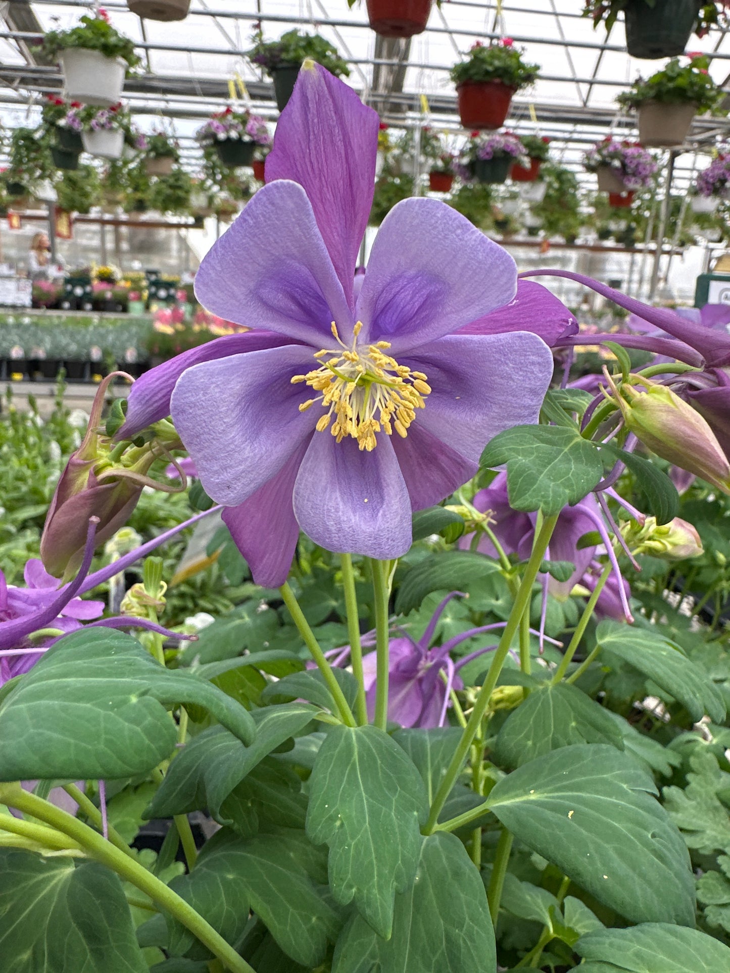 Aquilegia Early Bird™ 'Purple & Blue'