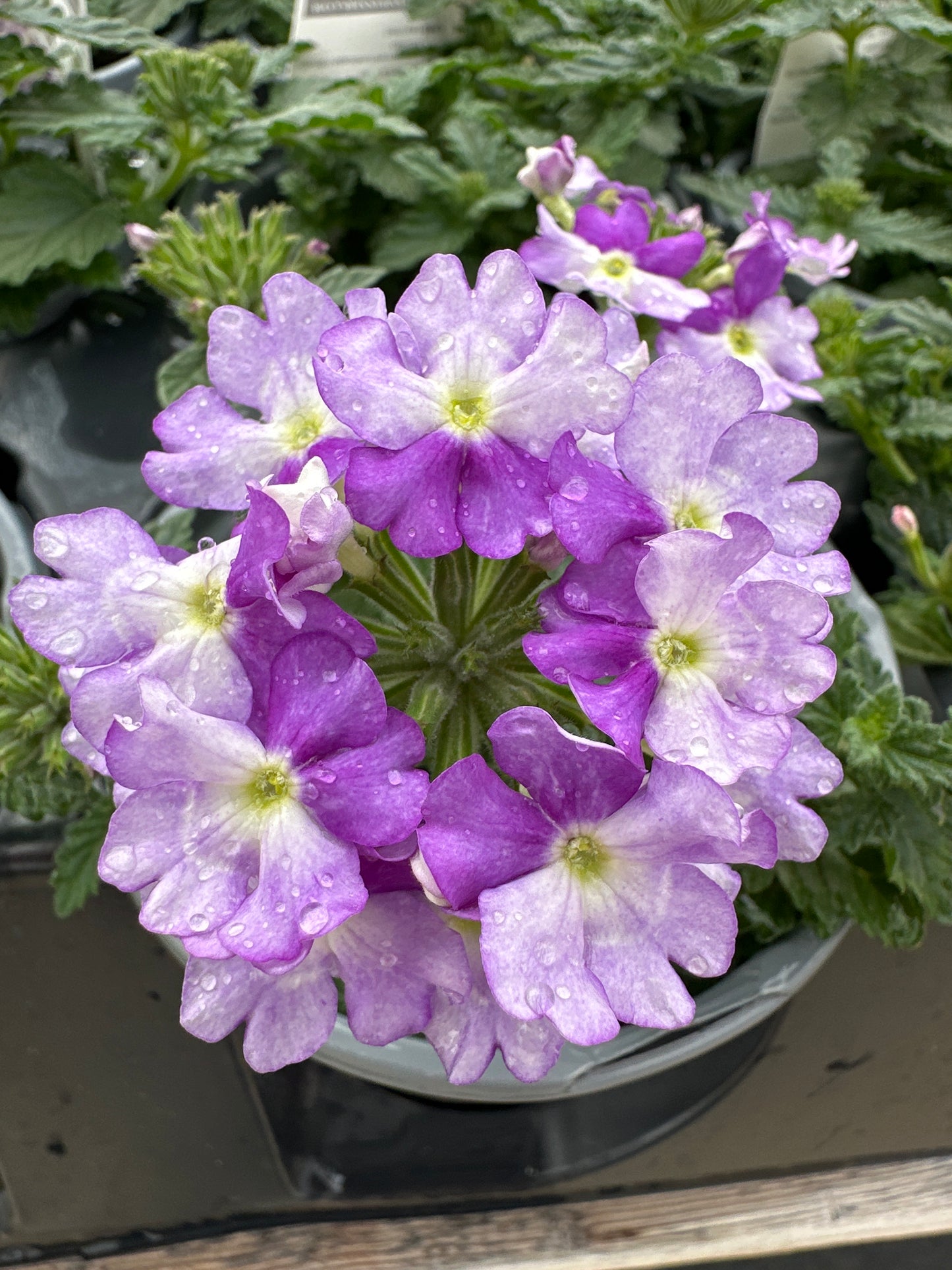 VERBENA SUPERBENA SPARKLING AMETHYST - QUART POT