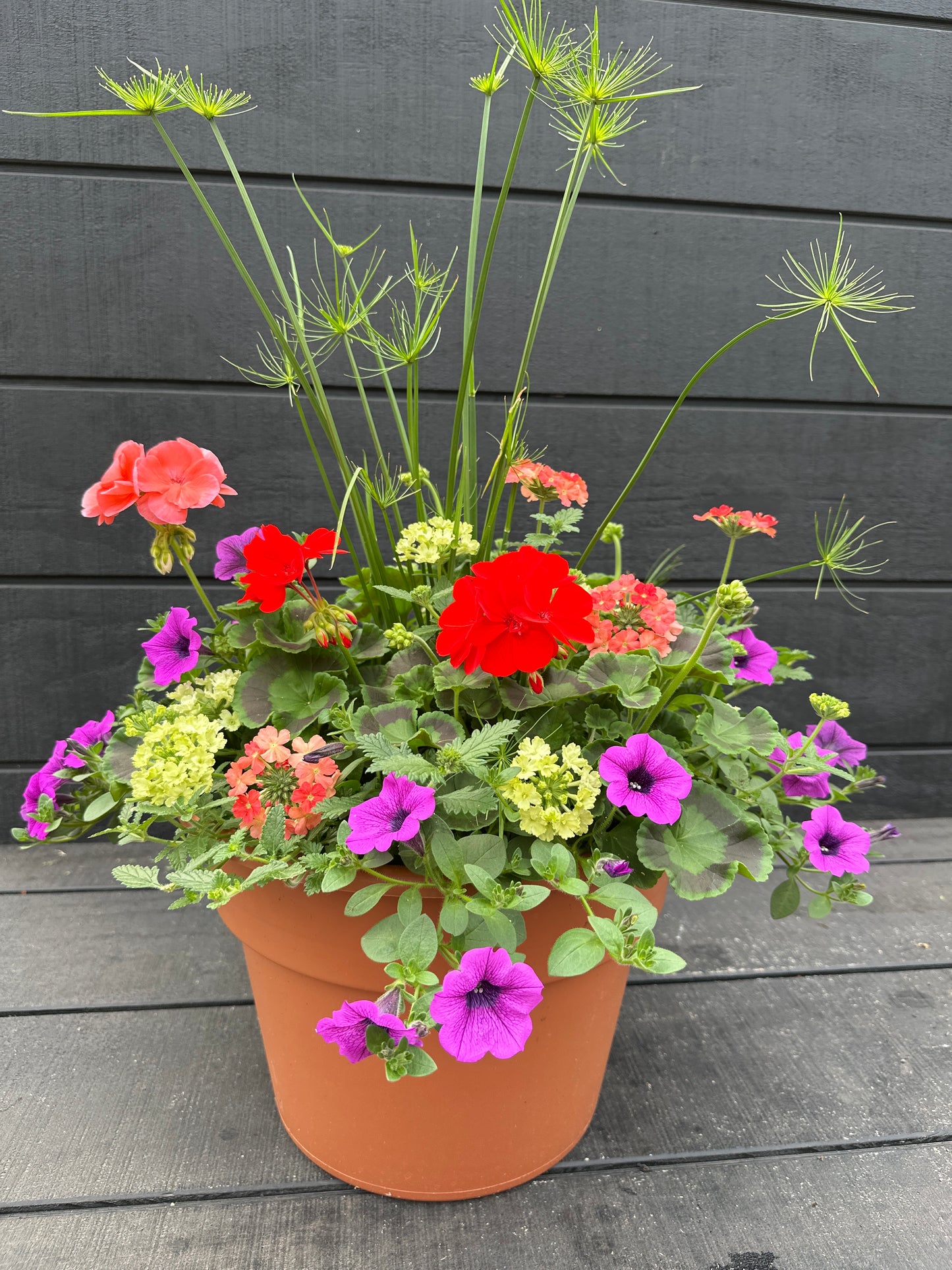 COMBO #39 - 12'' POT