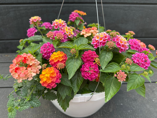 BASKET #60 - 10'' HANGING BASKET
