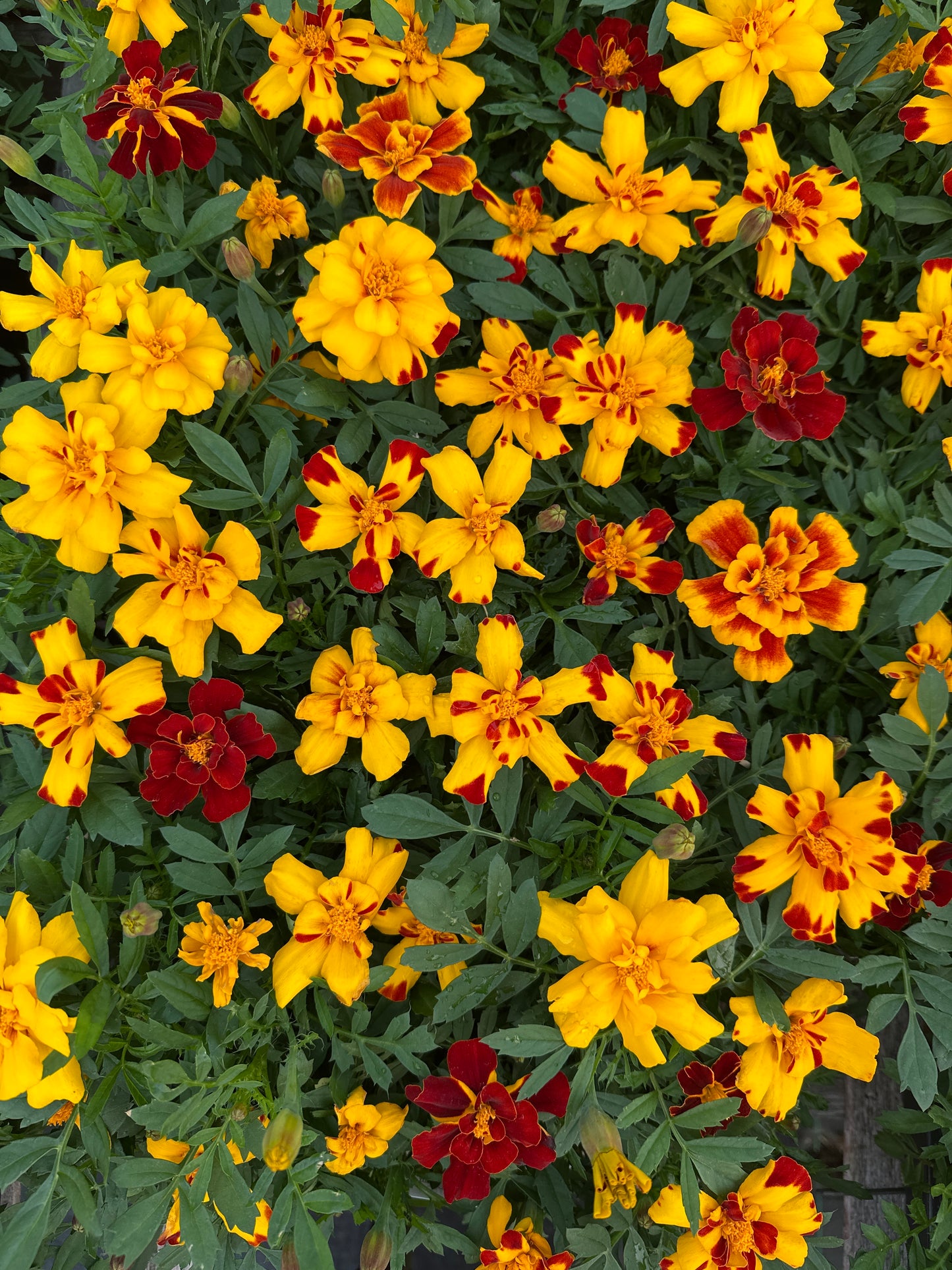 MARIGOLD DURANGO BOLERO - FLAT OF 48 PLANTS
