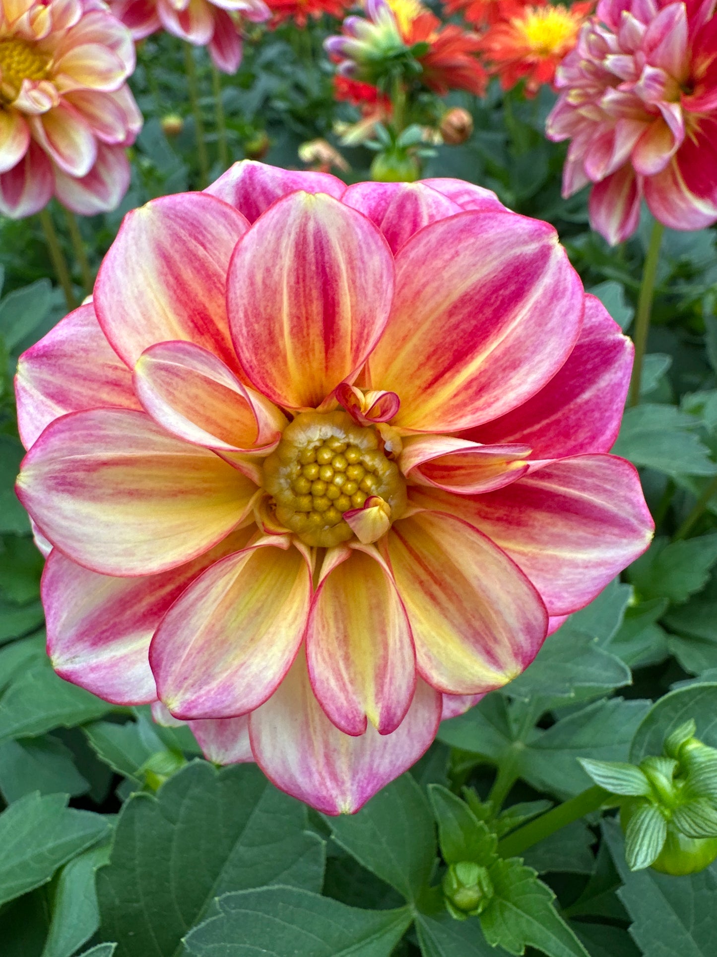DAHLIA DALAYA PINK LEMON - QUART POT
