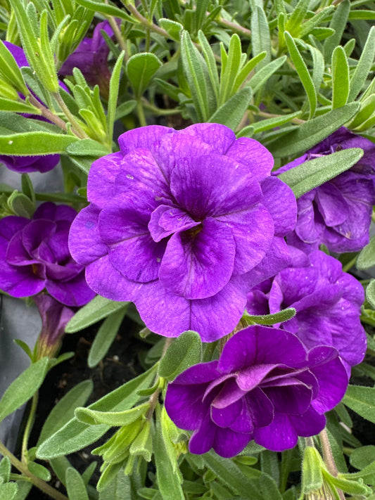 CALIBRACHOA MINIFAMOUS DOUBLE BLUE - 4" POT