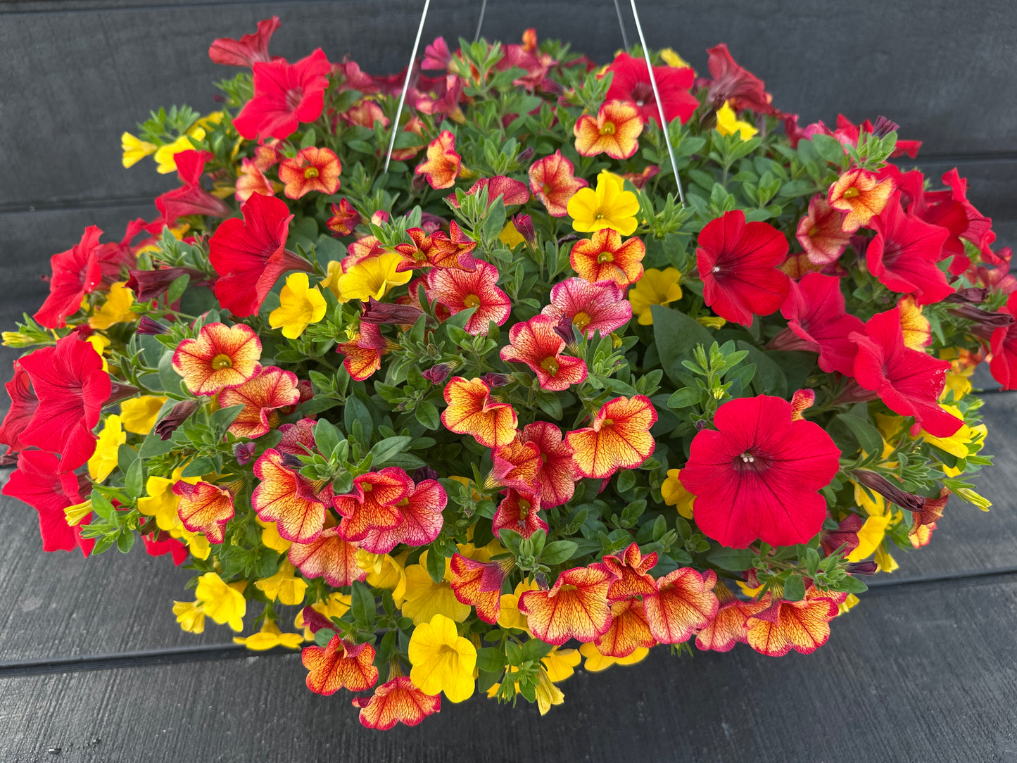 BASKET #84 - 12'' HANGING BASKET