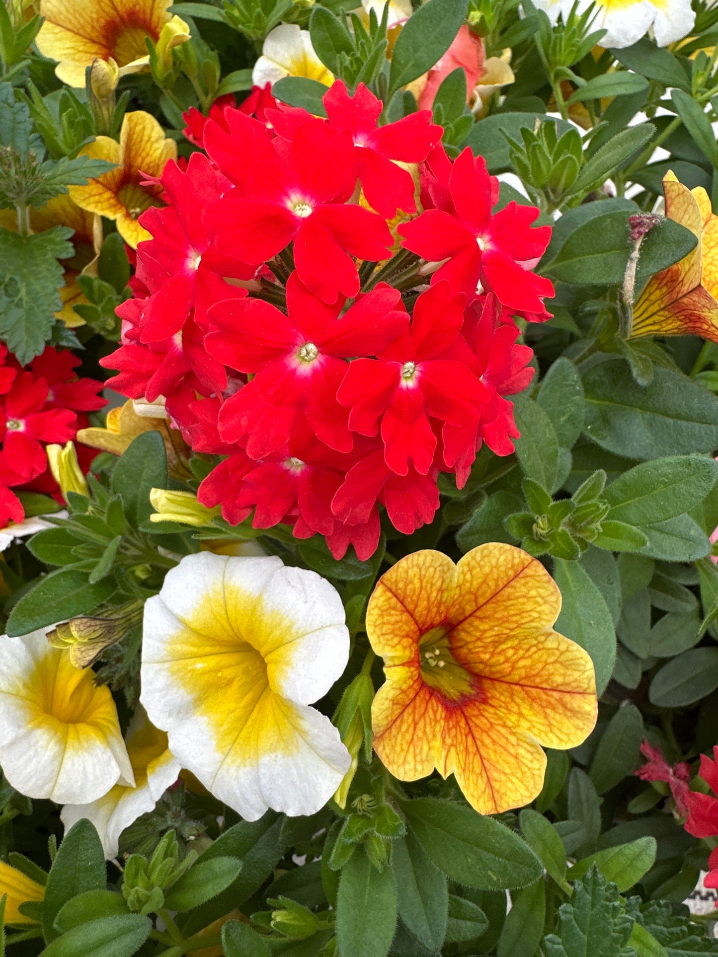 COMBO SUNSHINY DAY - 6'' POT