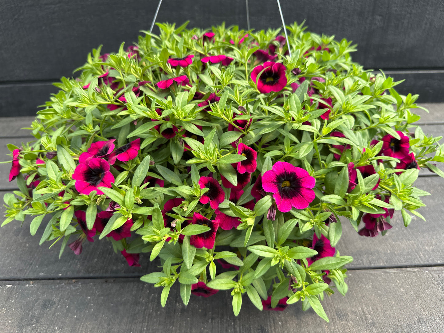 CALIBRACHOA CALILOCO DRACULA - 10'' HANGING BASKET