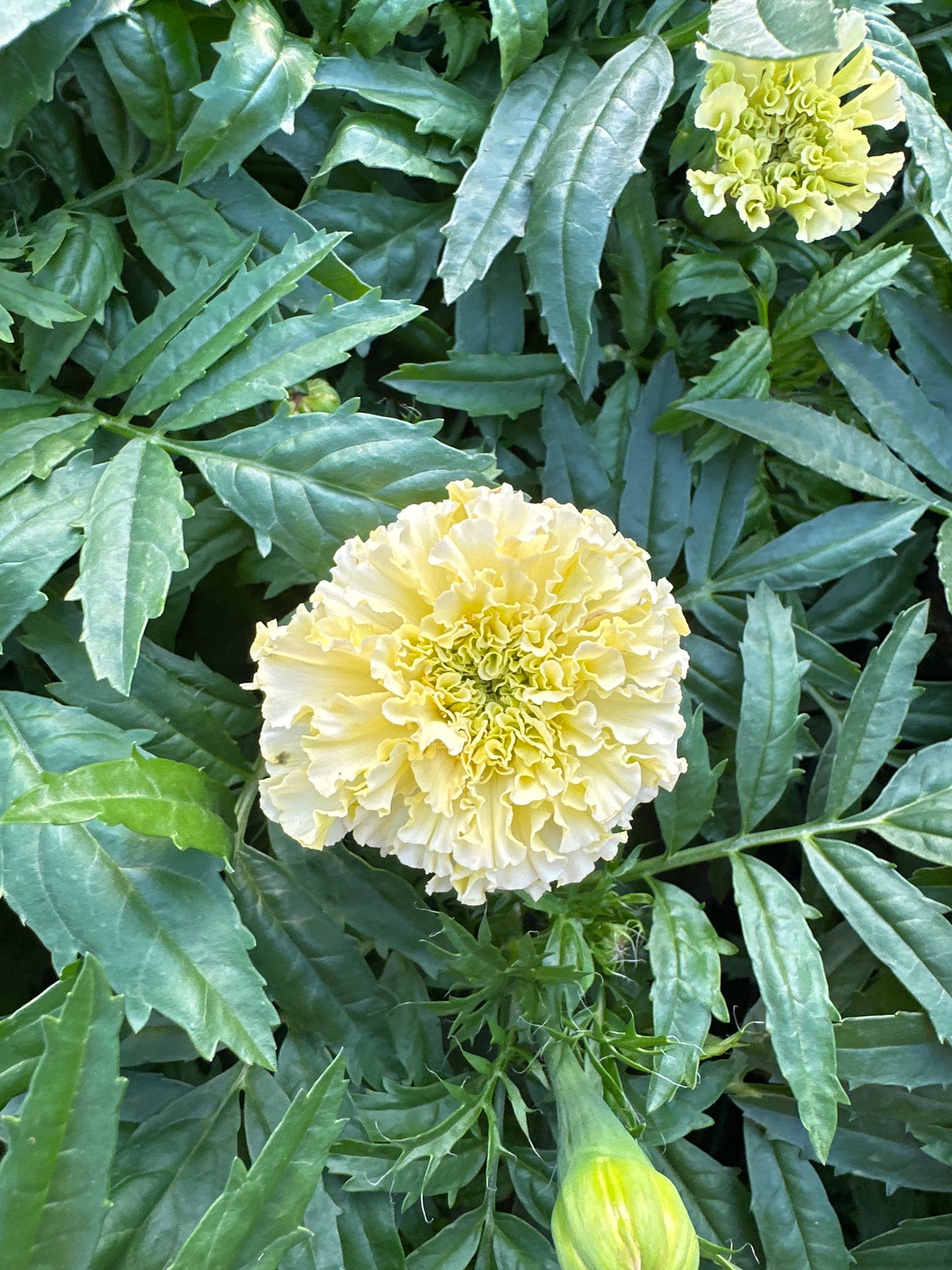 MARIGOLD LANNA LACE - JUMBO 6 PACK
