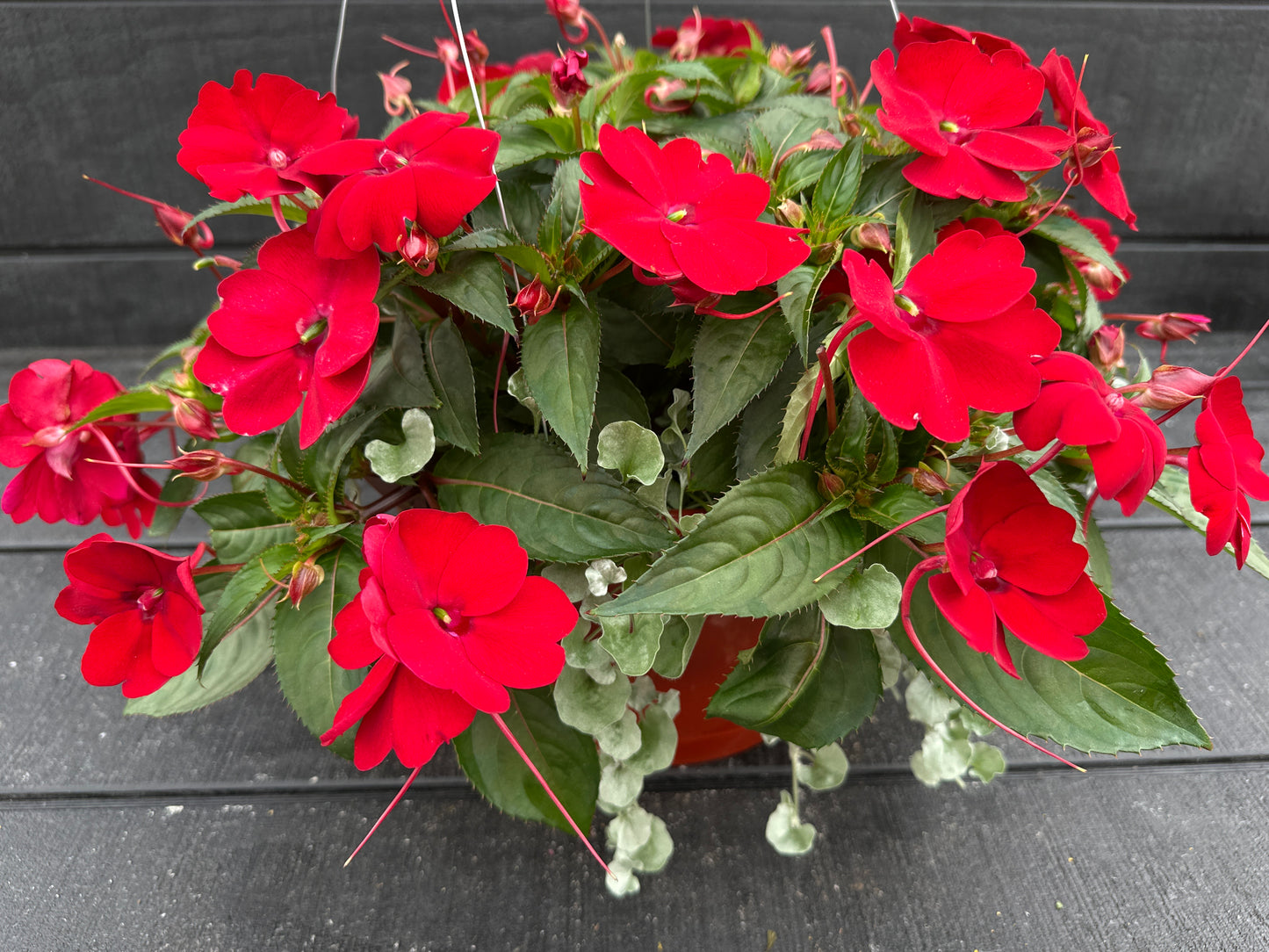 BASKET #36 - 12'' HANGING BASKET