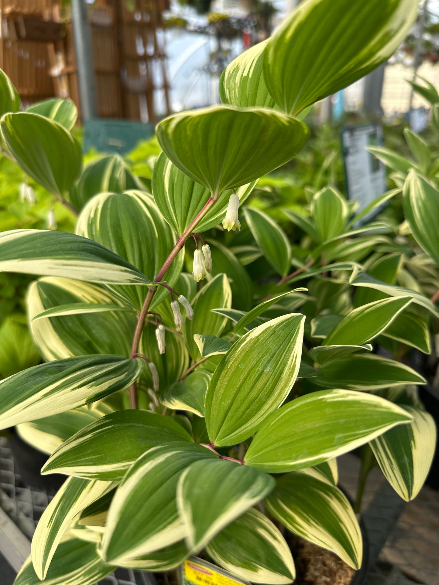 POLYGONATUM ODORATUM VARIEGATUM