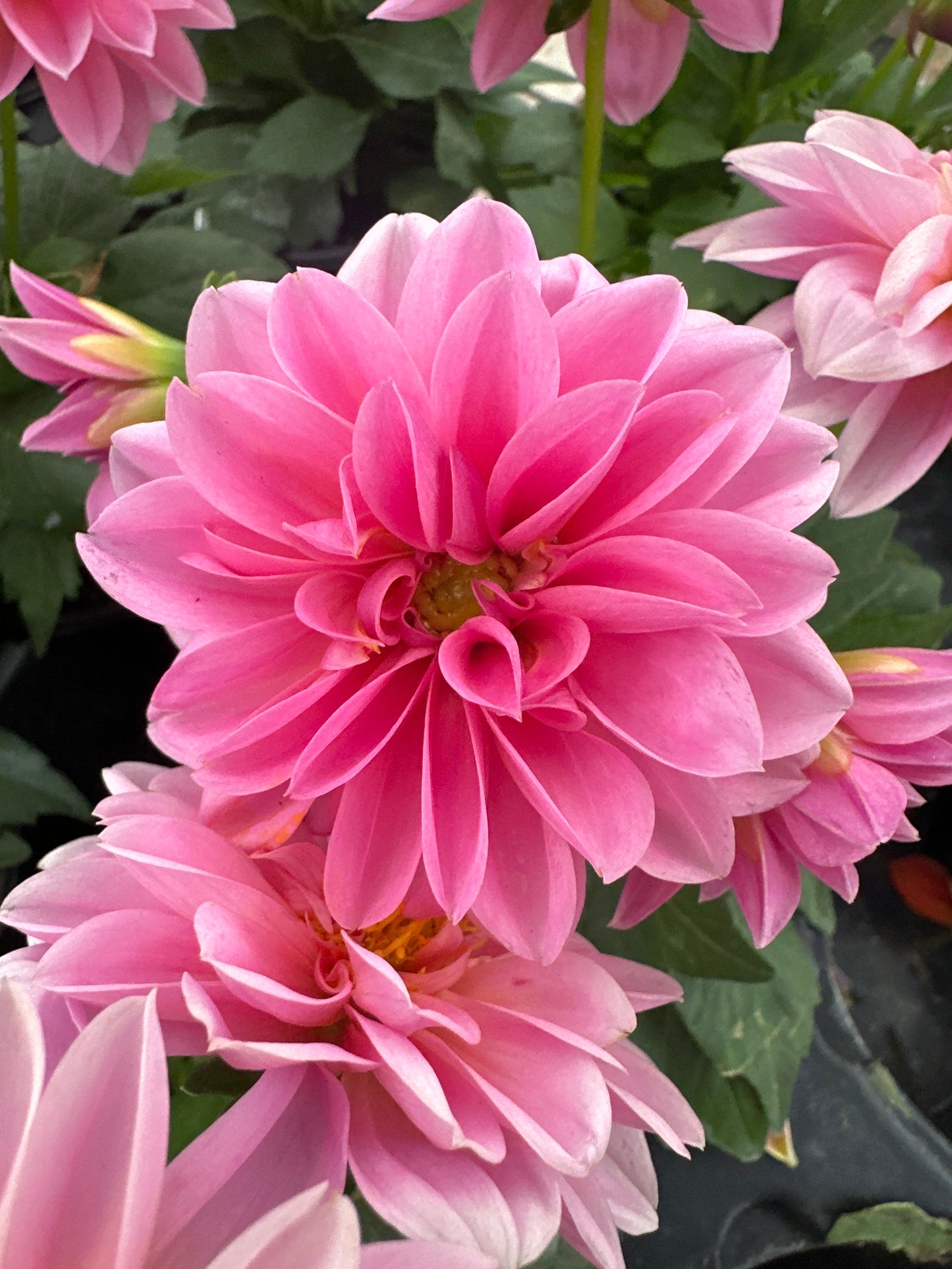 DAHLIA DAHLINOVA LISA DARK PINK - QUART POT