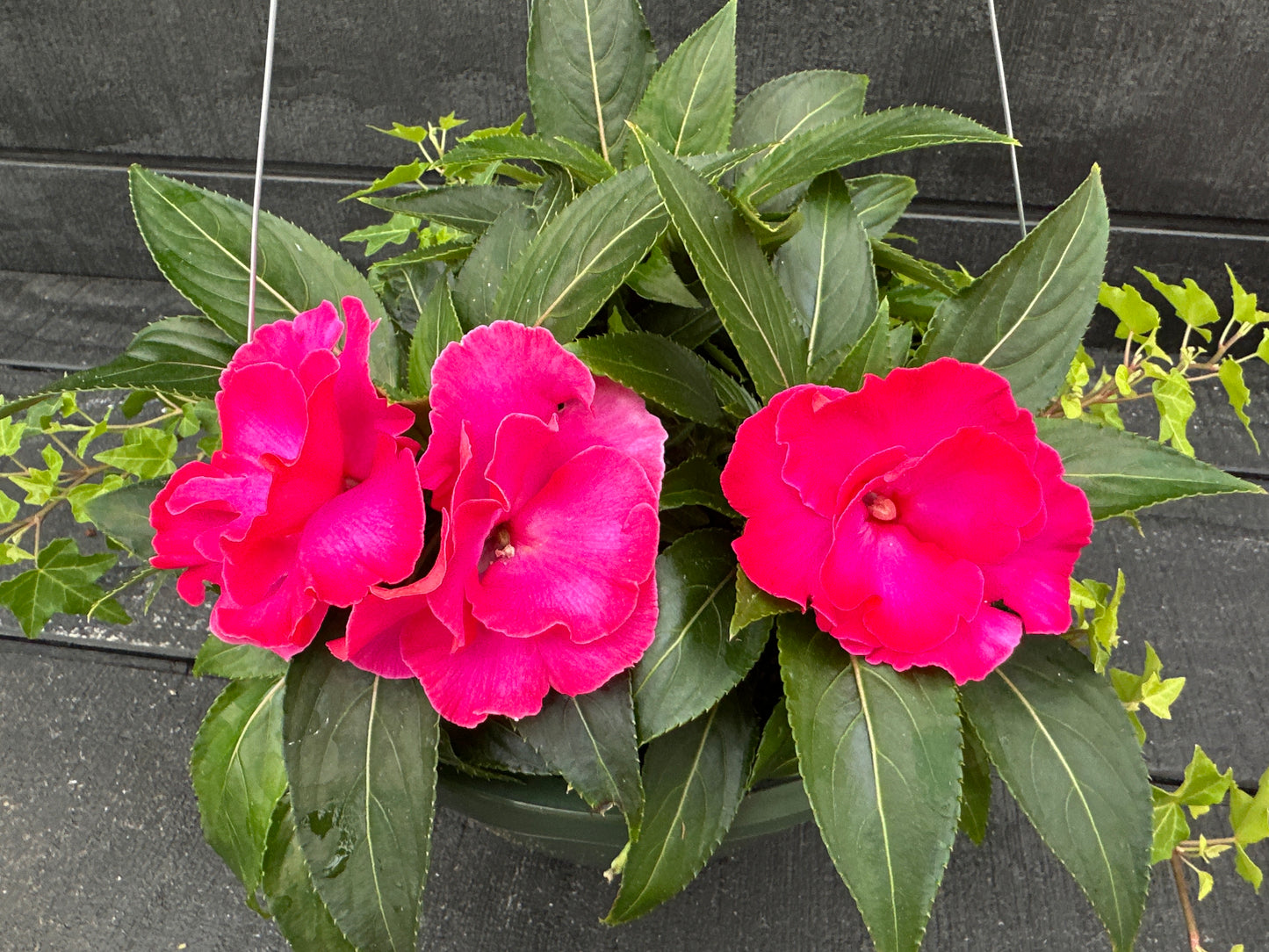 BASKET #35 - 10'' HANGING BASKET