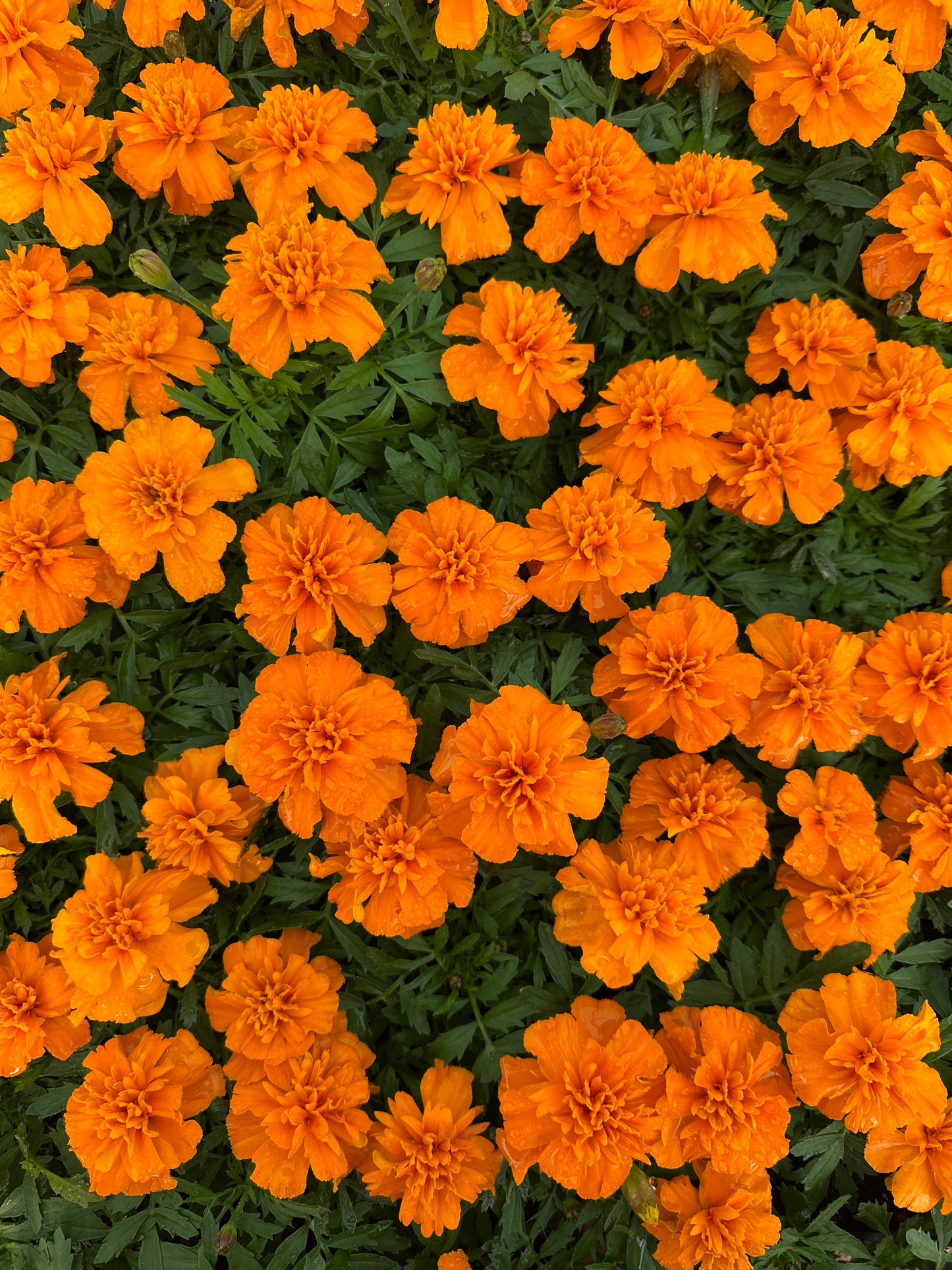 MARIGOLD BONANZA ORANGE - FLAT OF 48 PLANTS