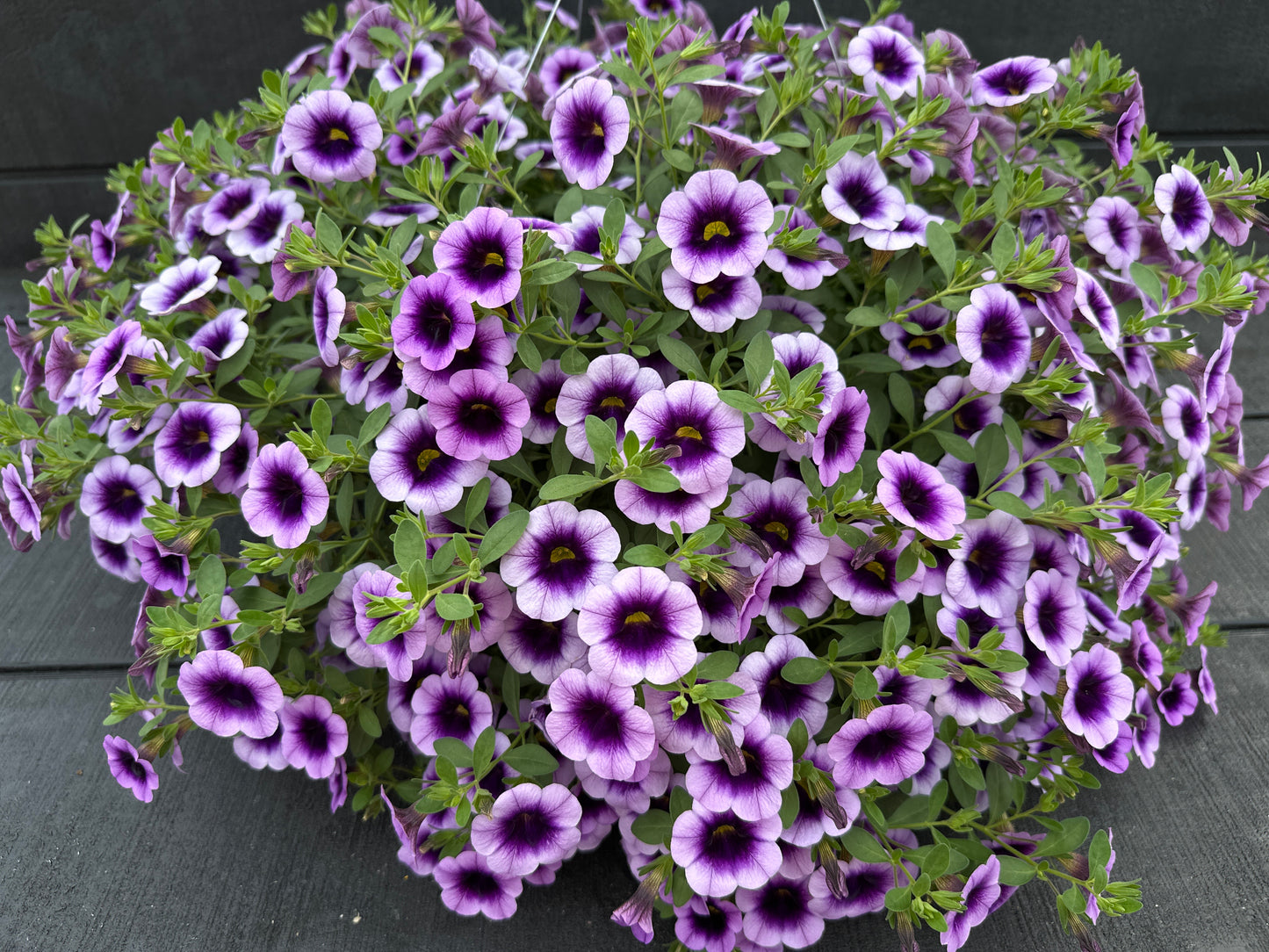 CALIBRACHOA SUPERBELLS BLUE MOON PUNCH - 10" HANGING BASKET