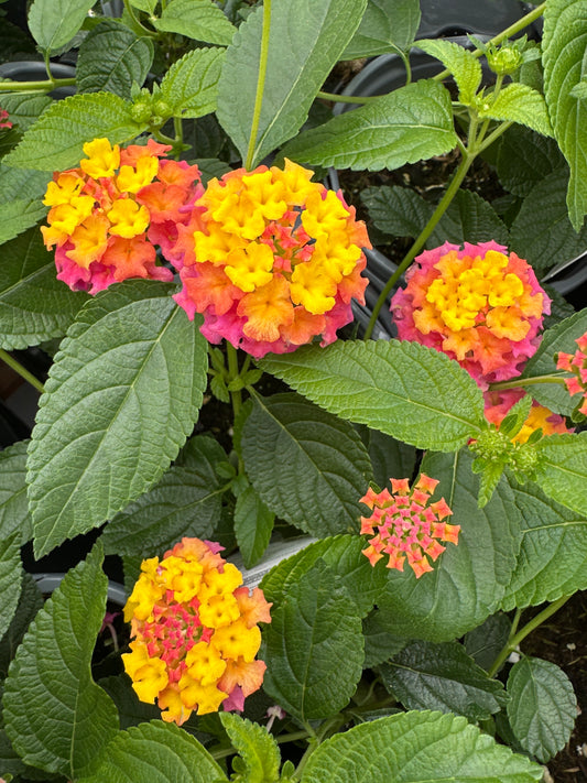 LANTANA LUSCIOUS BERRY BLEND - QUART POT