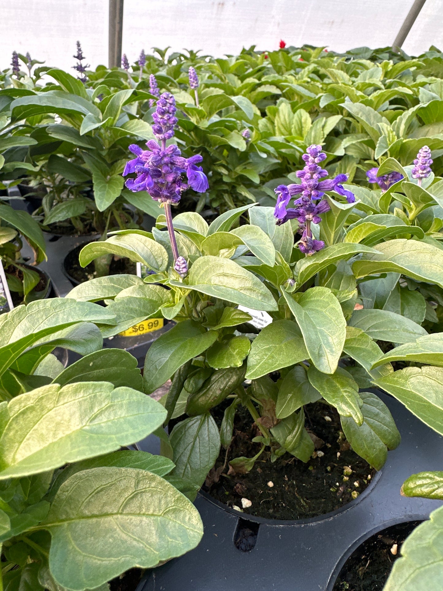 SALVIA SALLYFUN DEEP OCEAN - 4'' POT
