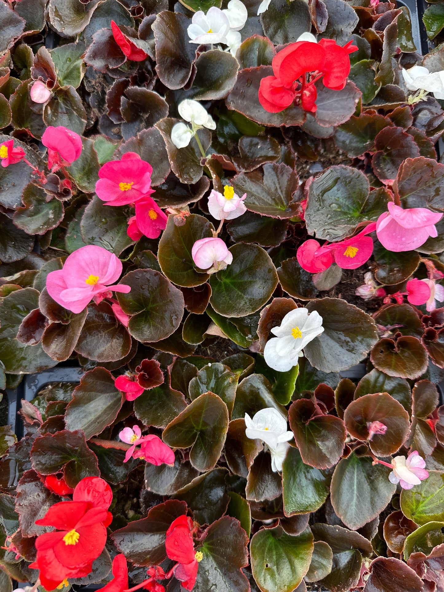 BEGONIA BADA BOOM MIX - FLAT OF 48 PLANTS